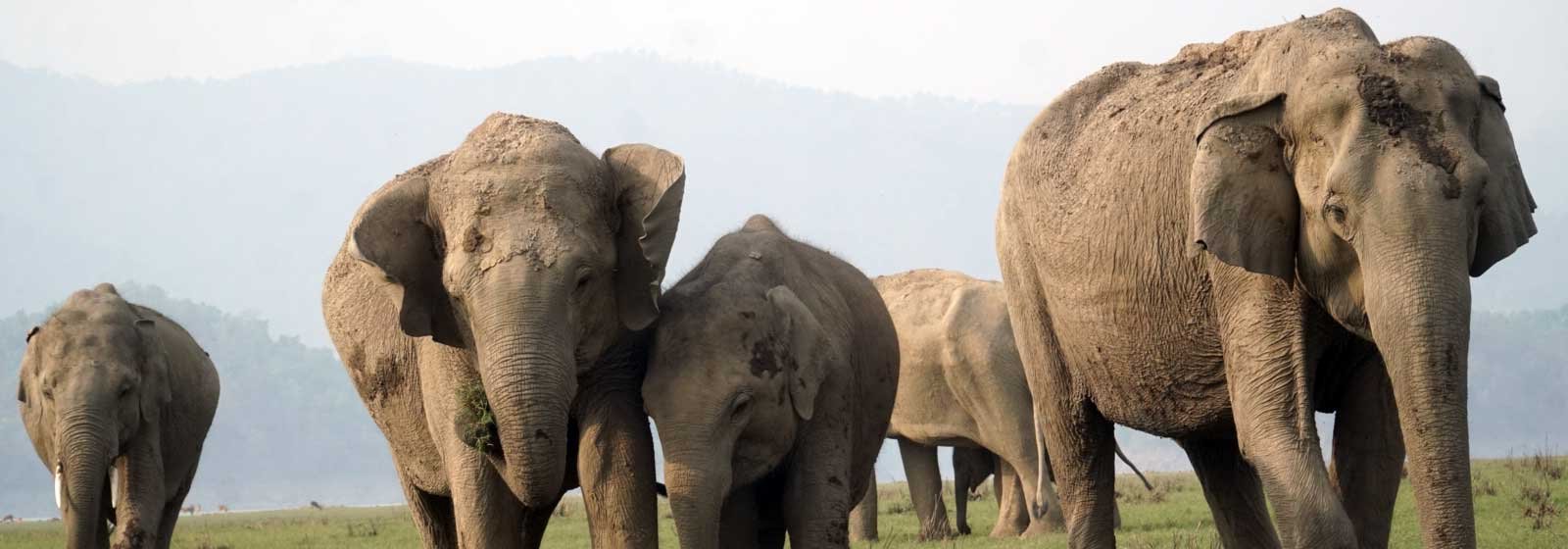 Plan Your Wildlife Getaway to Jim Corbett Now