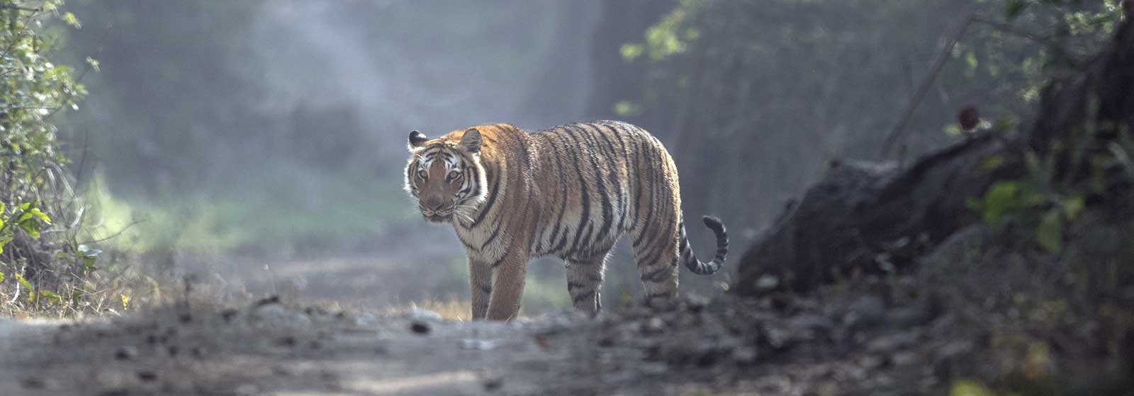 Nature, Adventure & Peace - All in One Corbett Holiday